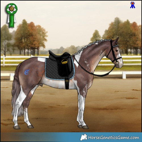 Horse Color:Chocolate Brown Sabino Tobiano Rabicano 