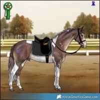 Horse Color:Chocolate Brown Sabino Tobiano Rabicano