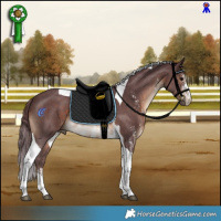 Horse Color:Chocolate Brown Sabino Tobiano Rabicano 