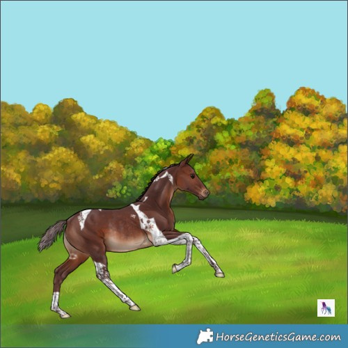Horse Color:Chocolate Brown Tobiano Rabicano 