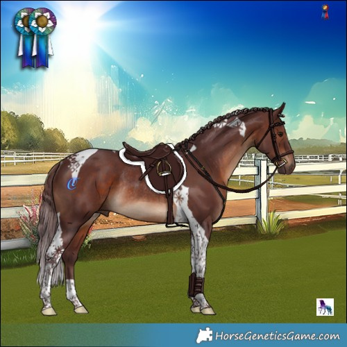 Horse Color:Chocolate Brown Tobiano Rabicano 