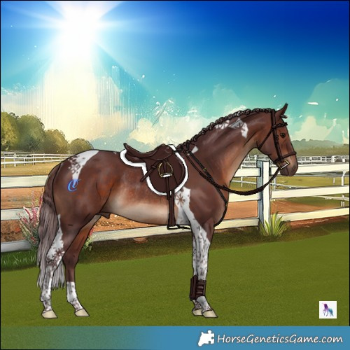 Horse Color:Chocolate Brown Tobiano Rabicano 