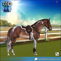 Horse Color:Chocolate Brown Tobiano Rabicano