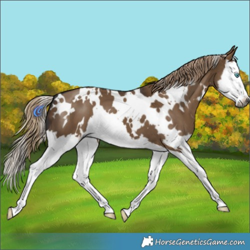 Horse Color:Gray White Spotted Liver Red Dun Splash