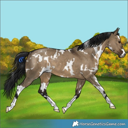 Horse Color:Gray White Spotted Brown Dun