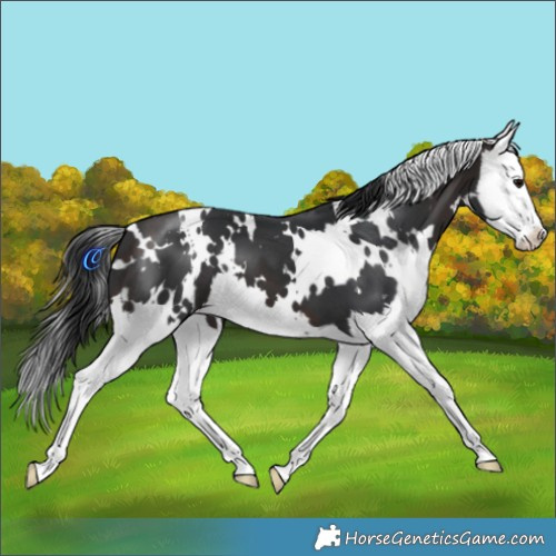 Horse Color:White Spotted Brown Splash 