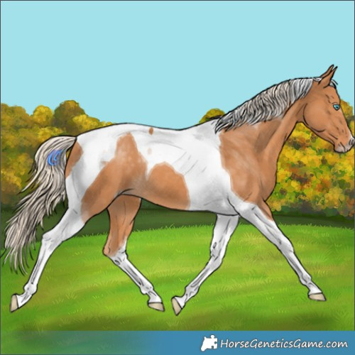 Horse Color:Gray Cremello Tobiano 