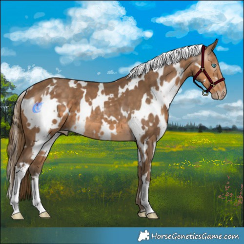Horse Color:Gray White Spotted Perlino 