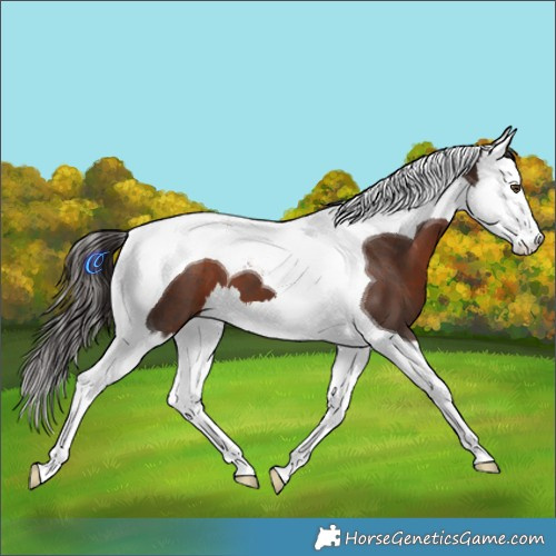 Horse Color:Liver Chestnut Splash Tobiano