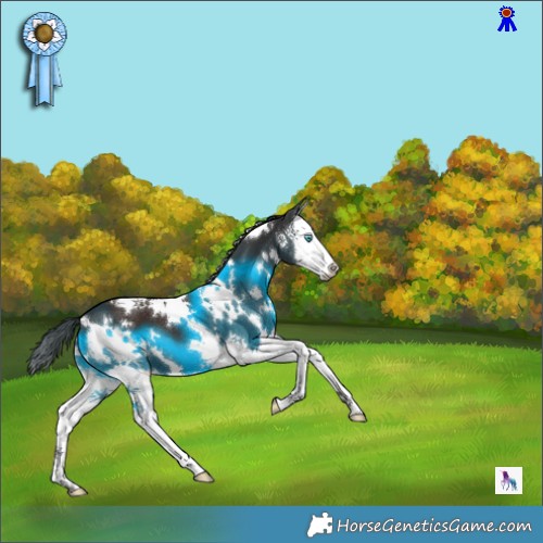 Horse Color:White Spotted Liver Chestnut Splash Appaloosa