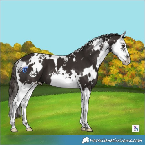 Horse Color:White Spotted Liver Chestnut Splash 