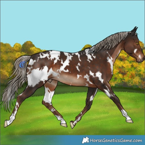 Horse Color:White Spotted Liver Chestnut