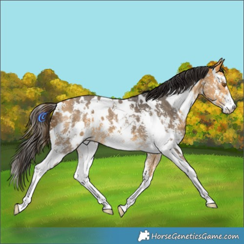 Horse Color:White Spotted Buckskin Sabino 