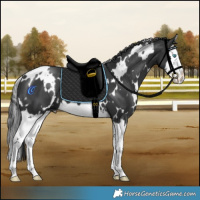 Horse Color:White Spotted Black Splash 