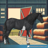 Horse Color:Black Tobiano