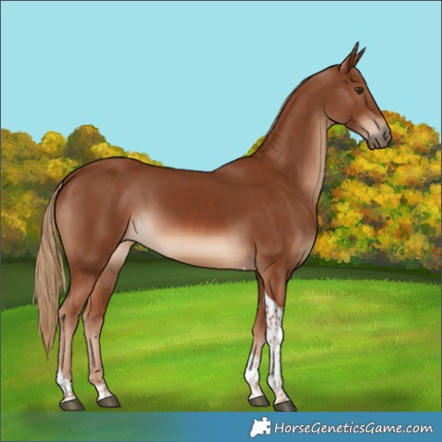 Horse Color:Chestnut Tobiano 