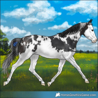 Horse Color:White Spotted Brown Splash 