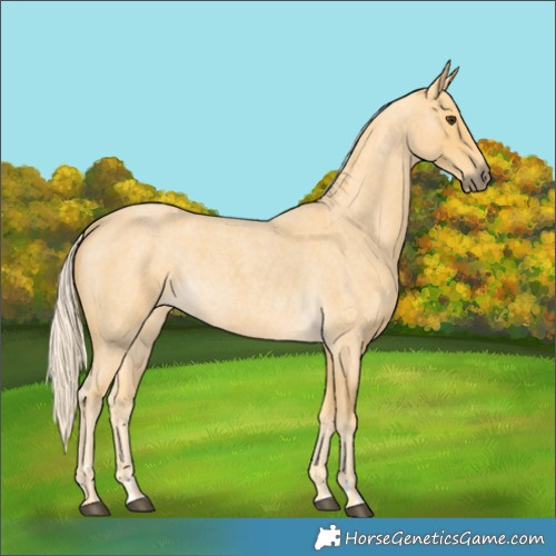 Horse Color:Palomino Roan 
