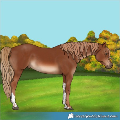 Horse Color:Chestnut Tobiano 
