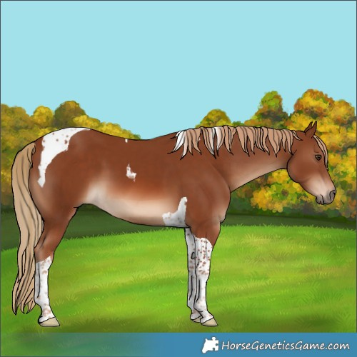 Horse Color:Chestnut Tobiano 