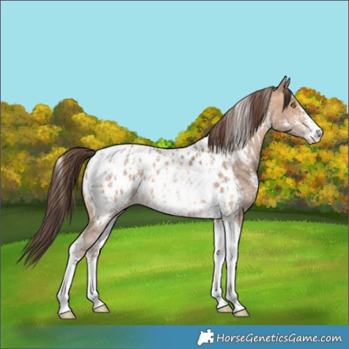 Horse Color:Amber Champagne Sabino Tobiano Appaloosa  and Amber Champagne Sabino Tobiano Appaloosa Rabicano 
