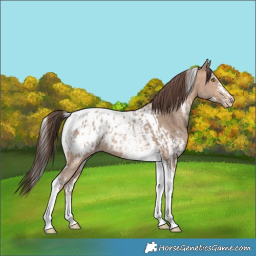Horse Color:Amber Champagne Sabino Tobiano Appaloosa  and Amber Champagne Sabino Tobiano Appaloosa Rabicano 