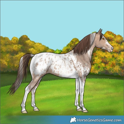 Horse Color:Amber Champagne Sabino Tobiano Blanket and Amber Champagne Sabino Tobiano Blanket Rabicano