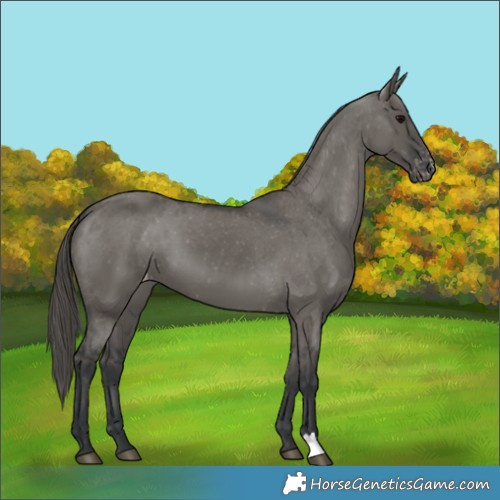 Horse Color:Grullo Appaloosa