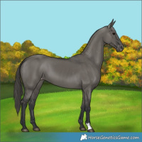 Horse Color:Grullo Appaloosa 