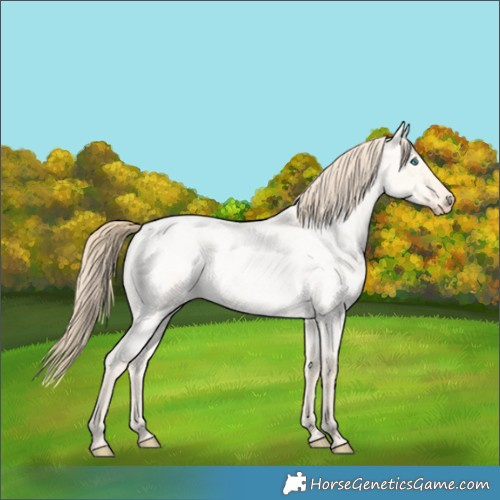 Horse Color:Perlino Roan Dun 