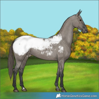 Horse Color:Grullo Snowcap