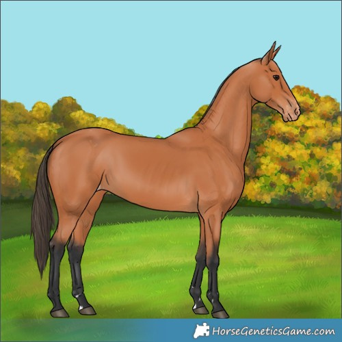 Horse Color:Bay Appaloosa 