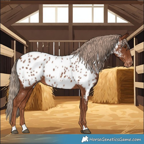 Horse Color:Chestnut Near Leopard 