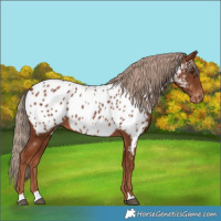 Horse Color:Chestnut Appaloosa