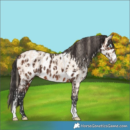 Horse Color:Perlino  and Brown Tobiano Appaloosa 