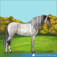 Horse Color:White Spotted Buckskin Roan and Grullo Roan Tobiano