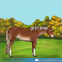 Horse Color:Chestnut Tobiano 