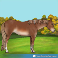 Horse Color:Chestnut Tobiano