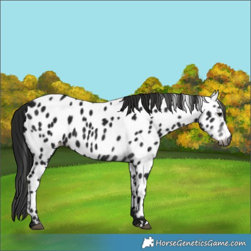 Horse Color:Gray Black Appaloosa 