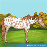 Horse Color:Chestnut Near Leopard