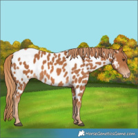 Horse Color:Chestnut Near Leopard