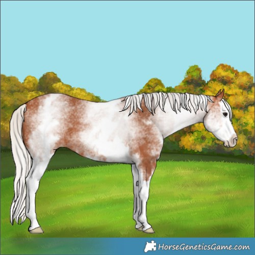 Horse Color:White Spotted Silver Bay Splash 