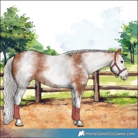Horse Color:White Spotted Silver Bay Splash 