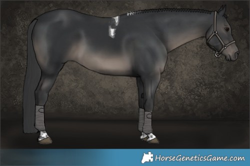 Horse Color:Black Tobiano 