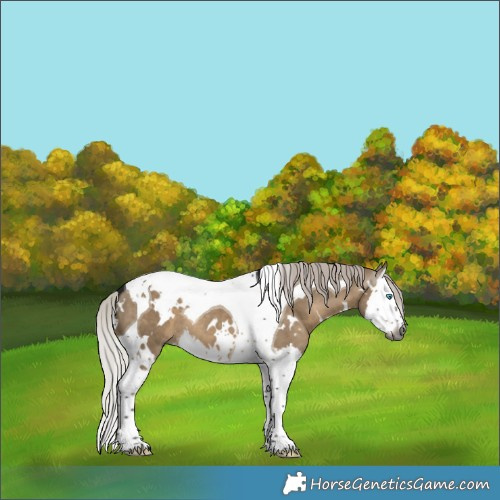 Horse Color:Gray White Spotted Silver Brown Dun Splash Tobiano 