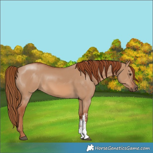 Horse Color:Red Dun Sabino Rabicano 