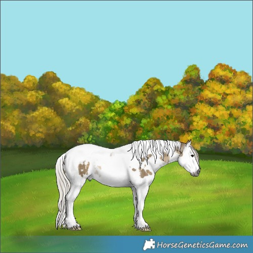 Horse Color:Gray White Spotted Silver Smoky Grullo Splash Tobiano Blanket 