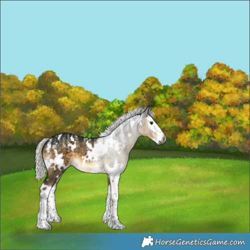 Horse Color:Powder White Gray White Spotted Silver Buckskin Dun Splash Brindle 