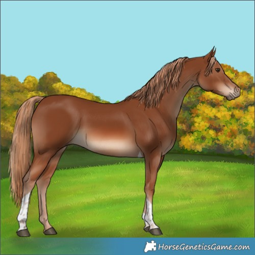 Horse Color:Chestnut Tobiano 