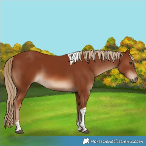 Horse Color:Chestnut Tobiano 